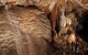 Wombeyan Caves - thumb 4
