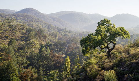 Mares Forest Creek Walking Track - eAccommodation 3