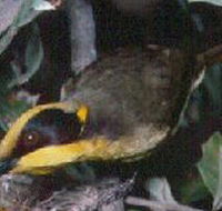 Tyers Park - eAccommodation