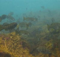 Bunurong Marine and Coastal Park - eAccommodation