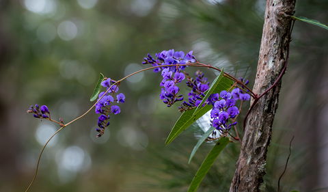 Mann River Nature Reserve - eAccommodation 0