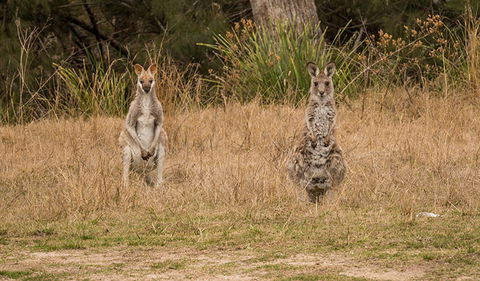 Mann River Nature Reserve - eAccommodation 1