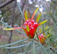 Glenbrook Native Plant Reserve and Nursery - eAccommodation