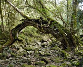 Mitchell River Walking Track - eAccommodation 0