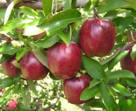 Top 40 Orchard - eAccommodation 0