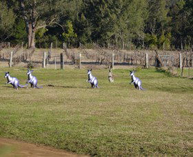 Wollombi Wines - eAccommodation 5
