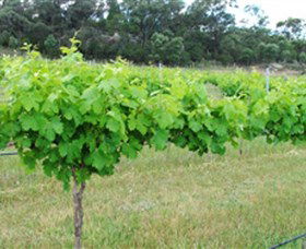 Tamburlaine Organic Wines - eAccommodation 1