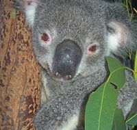 Hunter Valley Zoo - eAccommodation