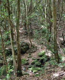 State Forests Of The Watagan Mountains - eAccommodation 2