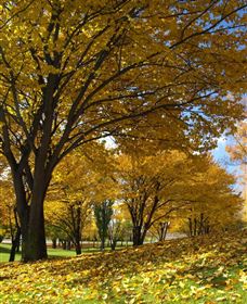 Centennial Park At Cooma - eAccommodation 0
