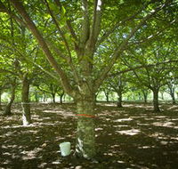 Sassafras Nuts - eAccommodation