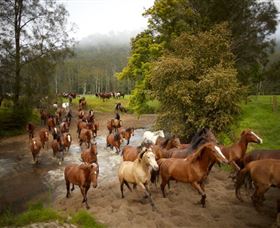 Glenworth Valley Horse Riding - eAccommodation 0