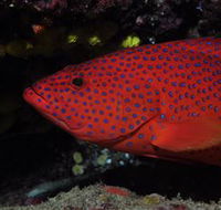 Maori Wrasse Bommie Dive Site - eAccommodation