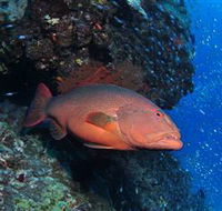 Anchor Bommie Dive Site - eAccommodation