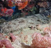 Lighthouse Bommies Dive Site - eAccommodation