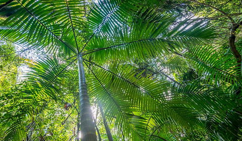 Palm Grove Nature Reserve - eAccommodation 3