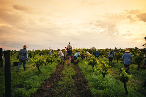 Tyrrells Vineyards - eAccommodation 1