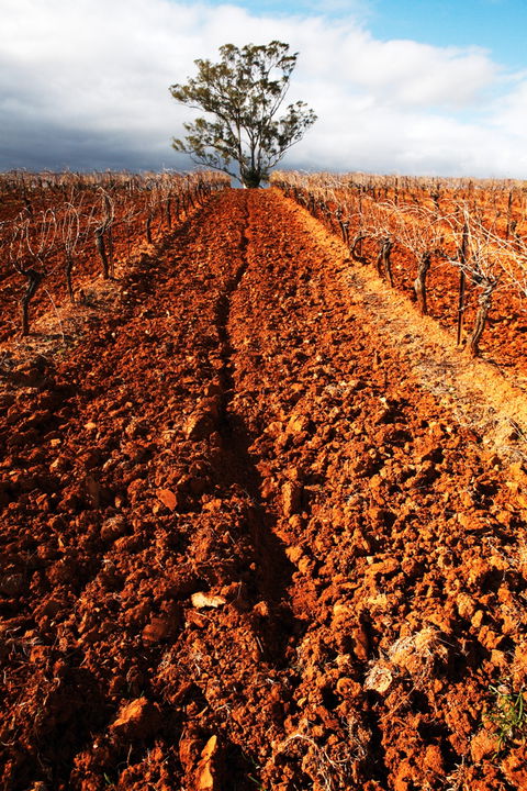 Tyrrells Vineyards - eAccommodation 3