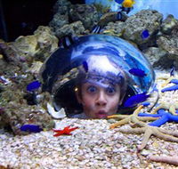 Sea Life Sunshine Coast - eAccommodation