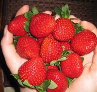 The Strawberry Farm - eAccommodation