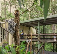 Daisy Hill Koala Centre - eAccommodation