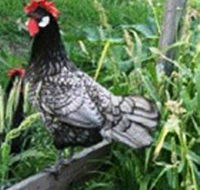 Merry Maidens Veggies - eAccommodation