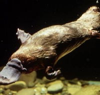 Platypus Pool - eAccommodation