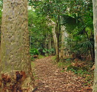 Depot Beach Rainforest walk