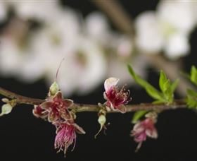Fruit Salad Tree Company - eAccommodation 1