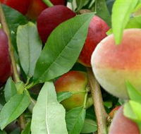 Fruit Salad Tree Company - eAccommodation