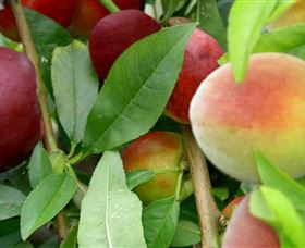 Fruit Salad Tree Company - eAccommodation 0
