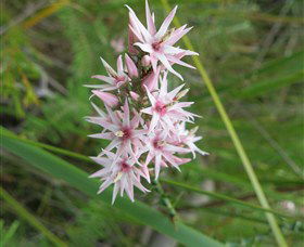 Booderee National Park: Green Patch And Telegraph Creek Walking Tracks - eAccommodation 5