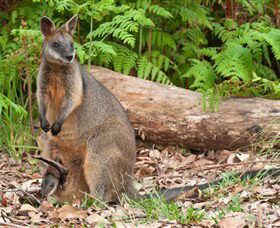 Booderee National Park: Green Patch And Telegraph Creek Walking Tracks - eAccommodation 7