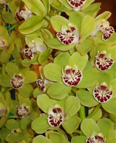 Tinonee Orchid Nursery - eAccommodation 1
