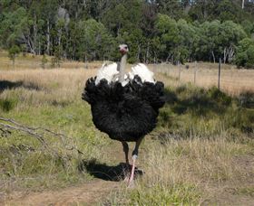 Glen Ian Ostrich And Emu Farm - eAccommodation 1