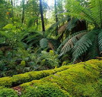 Errinundra National Park - eAccommodation