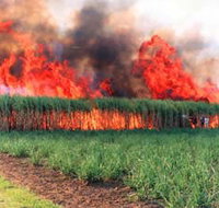 Reeves Family Sugar Cane Farm