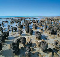 Hamelin Pool Stromatolites - eAccommodation