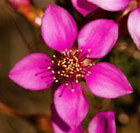 Flora - eAccommodation