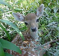 Mesopotamia Lodge Deer Park - eAccommodation