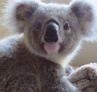 Koala Care Centre in Lismore - eAccommodation