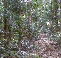 Big Scrub loop walking track - eAccommodation