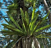 Whian Whian State Conservation Area - eAccommodation