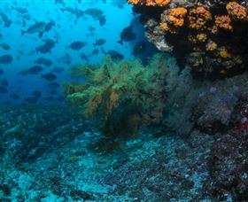 Henderson Rock Dive Site - eAccommodation 0