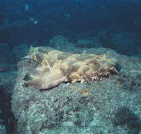 Scottish Prince Dive Site - eAccommodation