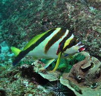 Palm Beach Reef Dive Site - eAccommodation