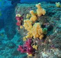 Shag Rock Dive Site - eAccommodation