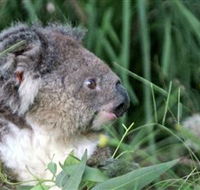 Koala Hospital - eAccommodation
