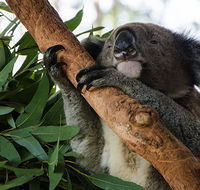 Macquarie Nature Reserve - eAccommodation