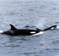 Killer Whale Trail - eAccommodation